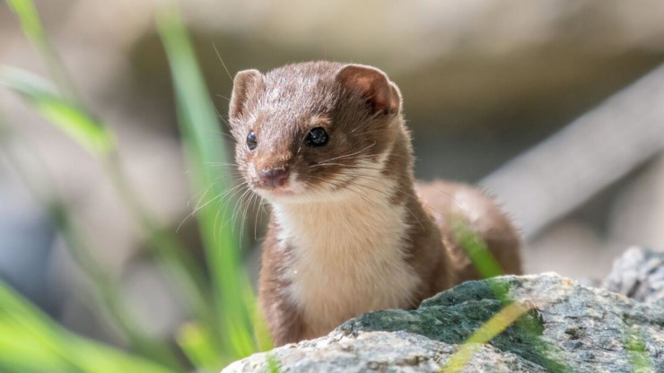 Ein Mauswiesel hockt aufrecht auf einem Stein, im Vordergrund sind unscharf frische Grashalme zu sehen.