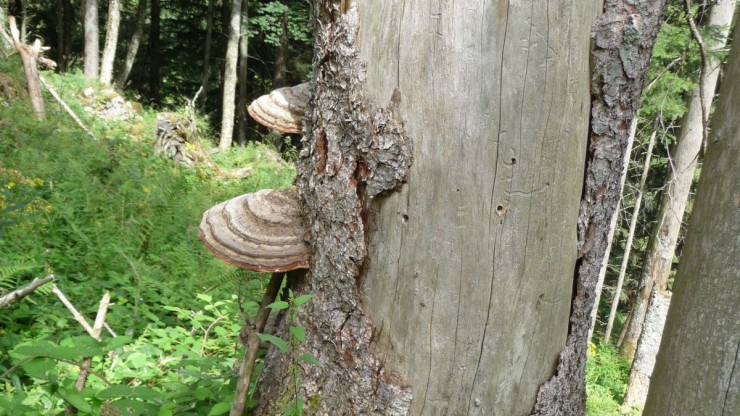 Stehendes Totholz mit teils freier Rinde und zwei Baumschw&auml;mmen. Abgestorbener Baum steht scheinbar in Hanglage.