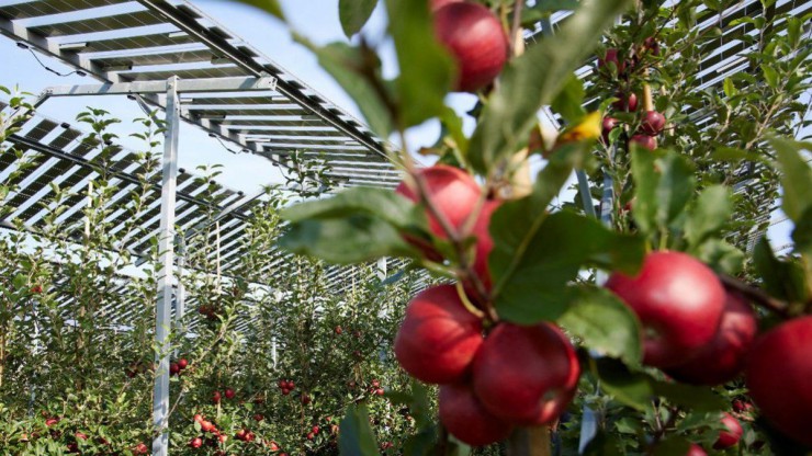 Apfelbaum-Plantage unter einer PV-Anlage