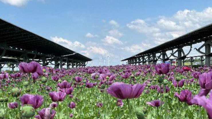 Wiese aus violetten Mohnblumen in einer Agri-PV-Anlage, der Himmel ist klar mit wenigen Wolken.
