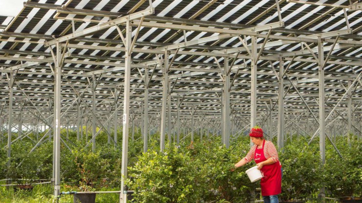 Eine Frau pfl&uuml;ckt Fr&uuml;chte unter einer PV-Anlage.
