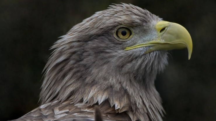 Portr&auml;taufnahme eines Seeadlers