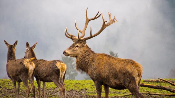 Ein Rothirsch mit zwei Hirschk&uuml;hen im Hintergrund.
