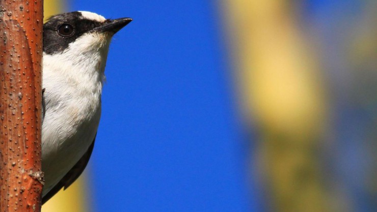 Halsbandschn&auml;pper lugt hinter einem d&uuml;nnen Stamm hervor.