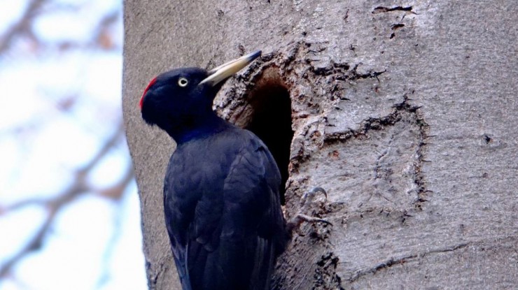 Schwarzspecht hockt vor seiner Baumh&ouml;hle auf einer Rotbuche.