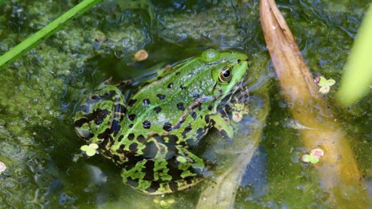 Grasfrosch im Gartenteich