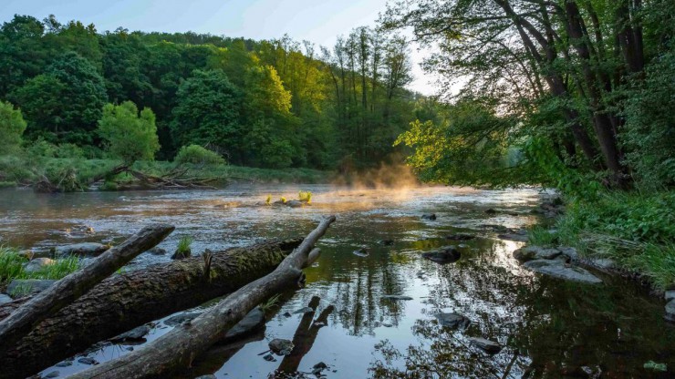 Nahaufnahme der Thaya im Nationalpark Thayatal mit Totholz im Vordergrund