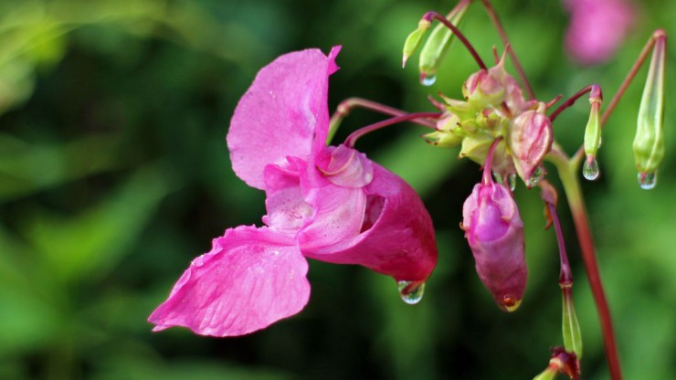 Bl&uuml;te vom Dr&uuml;sigen Springkraut