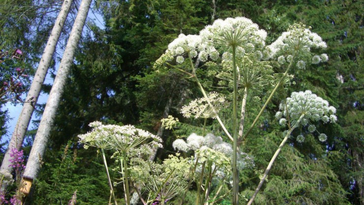 Riesenb&auml;renklau im Wald