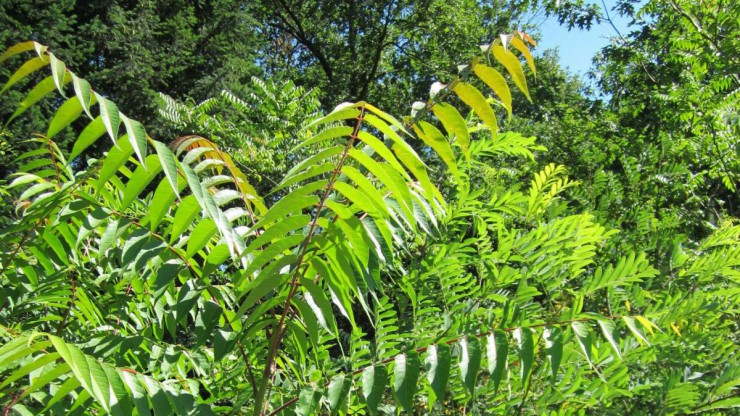 Junger G&ouml;tterbaum im Wald
