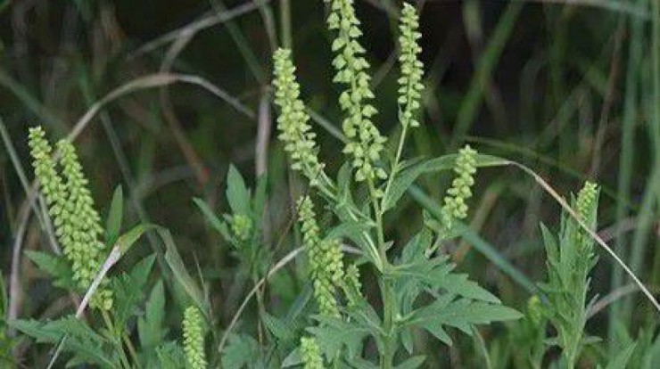 Ragweed oder Ambrosia