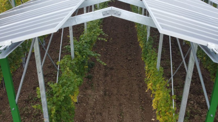 Weinreben wachsen auf einer Agri-PV-Anlage.