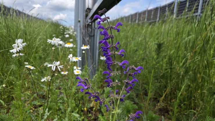 Kamille und Wiesensalbei auf einem Agri-Photovoltaik-Feld