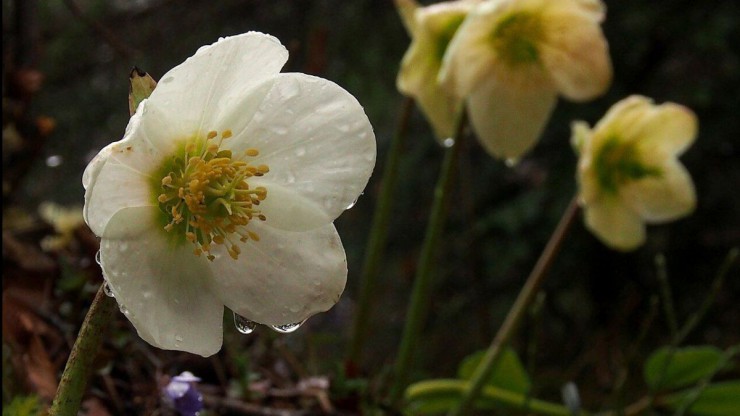 Eine bl&uuml;hende Schneerose. 