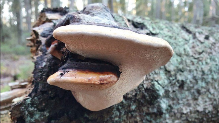 Der Rotrandige Baumschwamm auf einem abgestorbenen Baum.