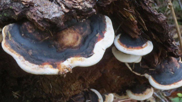 Ein Pilz auf einem Baum: der Flache Lackporling.