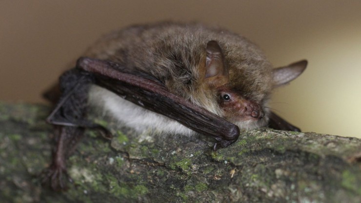 Fransenfledermaus auf einem Ast