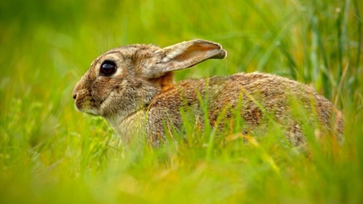 Feldhase_Fotolia_109769901_S_ondrejprosicky