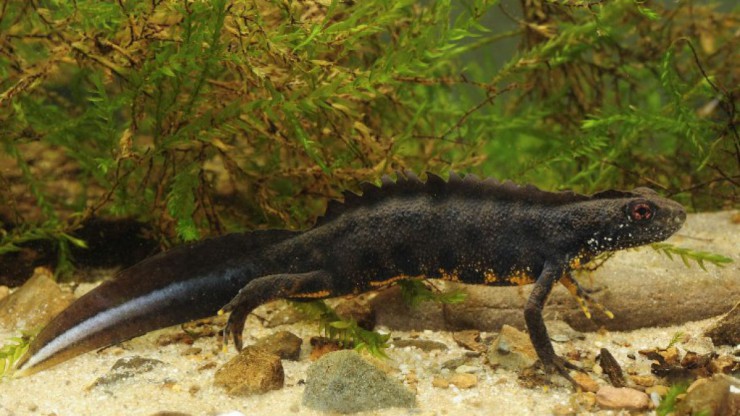 Benny_Trapp_Triturus_carnifex