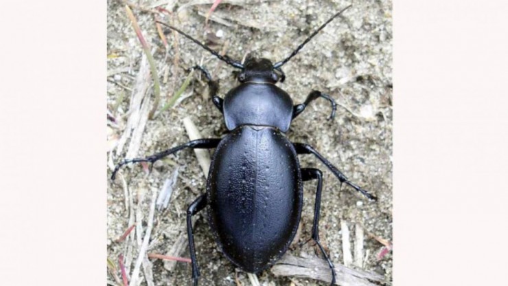 Carabus_hungaricus-web