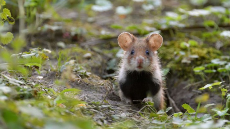 Feldhamster_KurtKracher