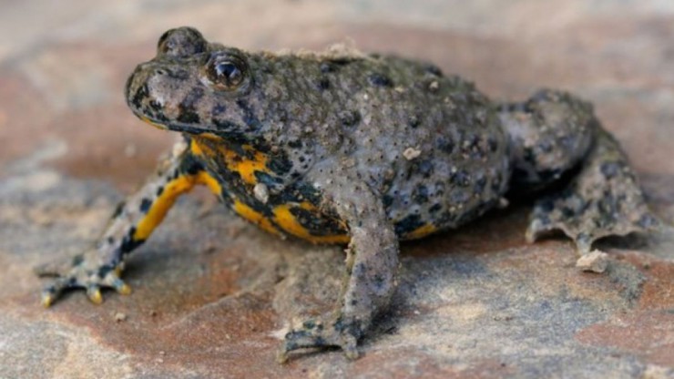 Gelbbauchunke_Fotolia