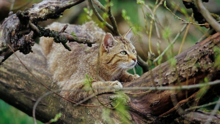 Wildkatze_Thomas_Stephan_OEBF_3