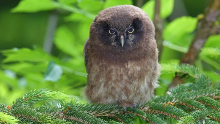 junger_rauhfusskauz_wildnisgebiet_duerrenstein