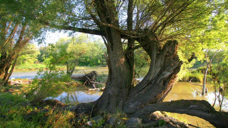 3651_alte_weide_kern