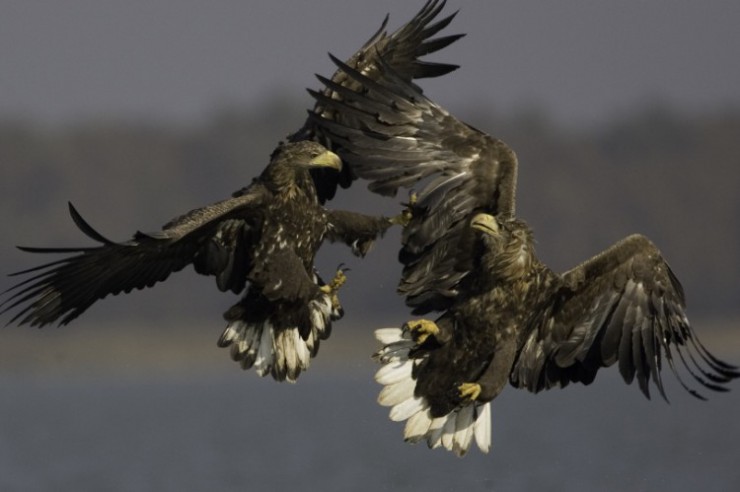 3699_seeadler_kaempfend_hoyer