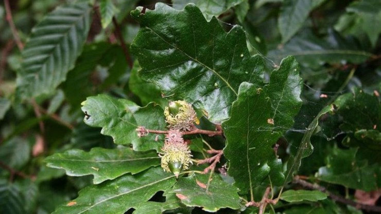 Die Zerreiche ist nur eine der Baumarten im Landschaftsschutzgebiet Steinbergwald. 