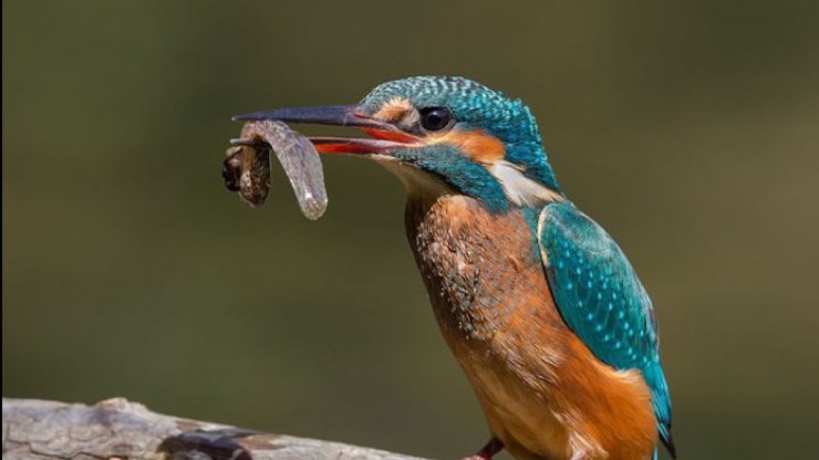 Der Eisvogel ist im Naturschutzgebiet Pielach Ofenloch Neubacher Au vertreten.