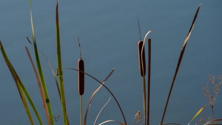 Moosburg_Mitterteich_Rohrkolben